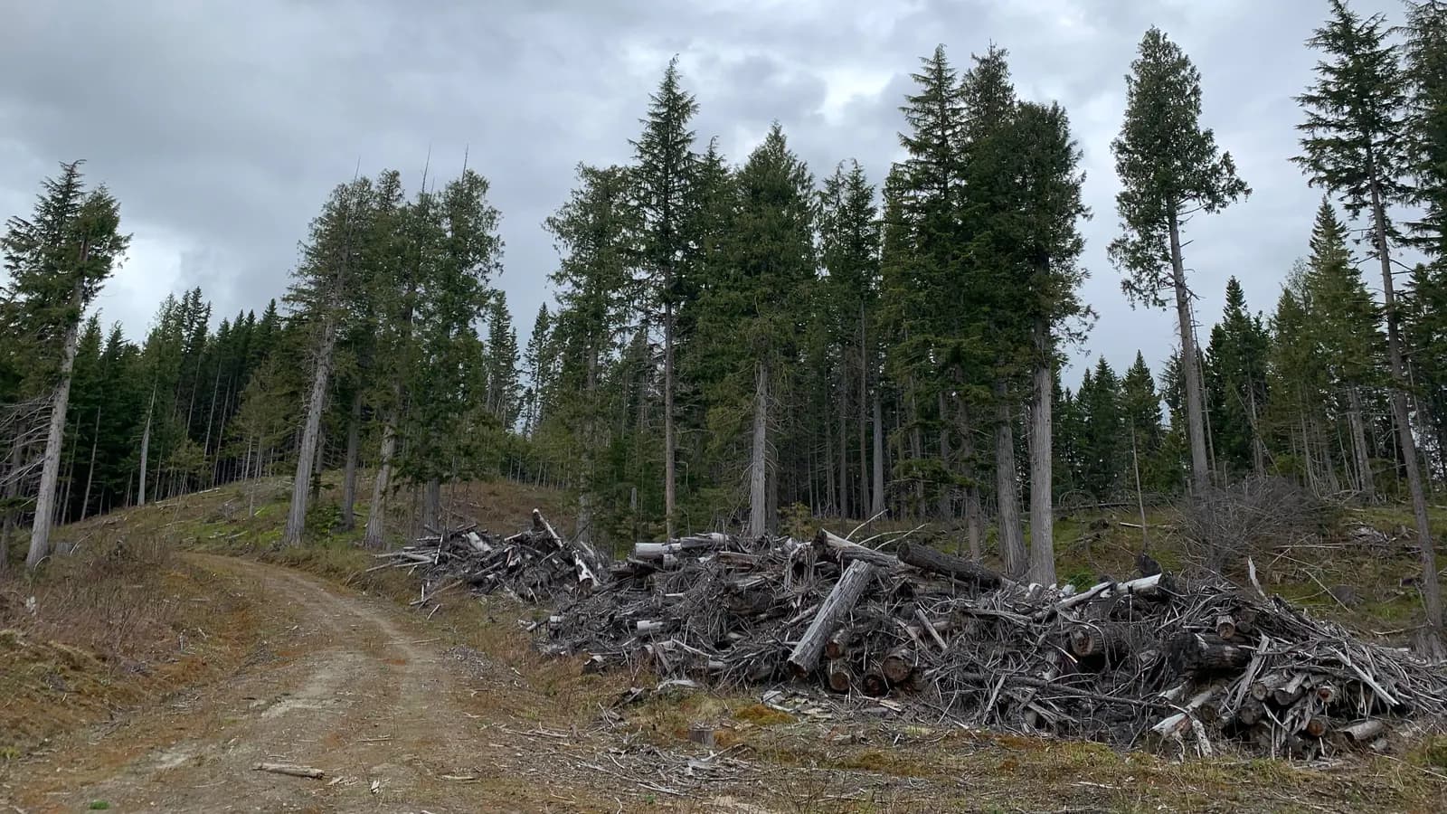 Cleared access road through a forested site with slash and debris piled along the treeline, ready for grubbing