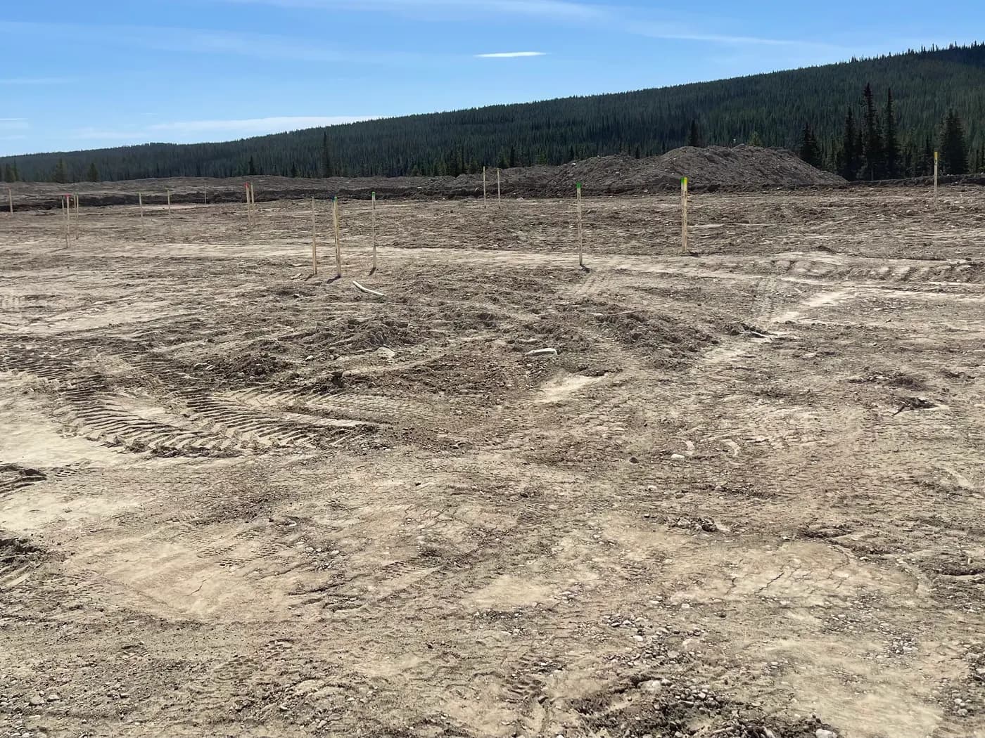 Freshly stripped building site with layout stakes set and forest edge behind, cleared to native ground